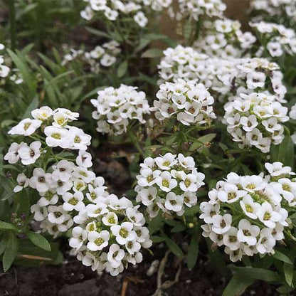 Alyssum Flower seeds for Planting Cut Flower Favorite Heirloom & GMO Free Seeds for Home Garden