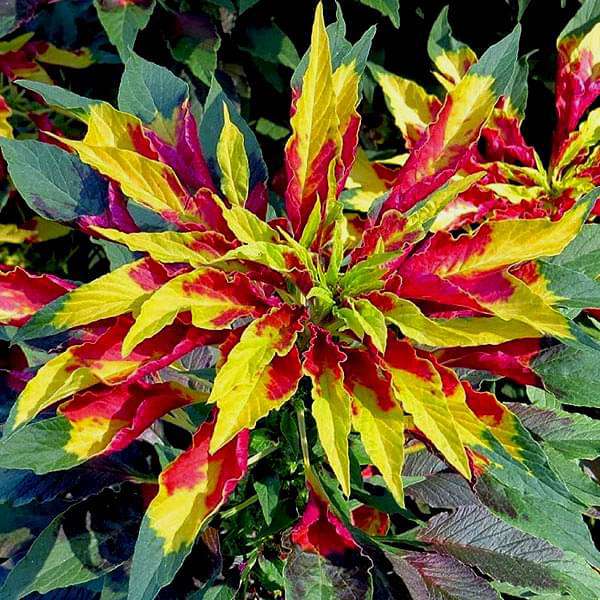 High quality Red Yellow Poinsettia Flower seeds for Planting Premium Quality, Heirloom & GMO Free Seeds for Home Garden seeds pack
