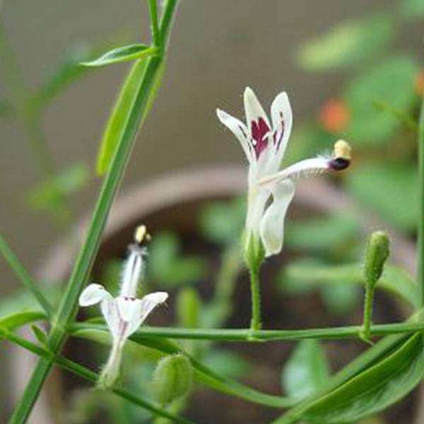 Andrographis Flower seeds for Planting Compact Growth Heirloom & GMO Free Seeds for Home Garden