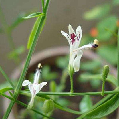 Andrographis Flower seeds for Planting Compact Growth Heirloom & GMO Free Seeds for Home Garden