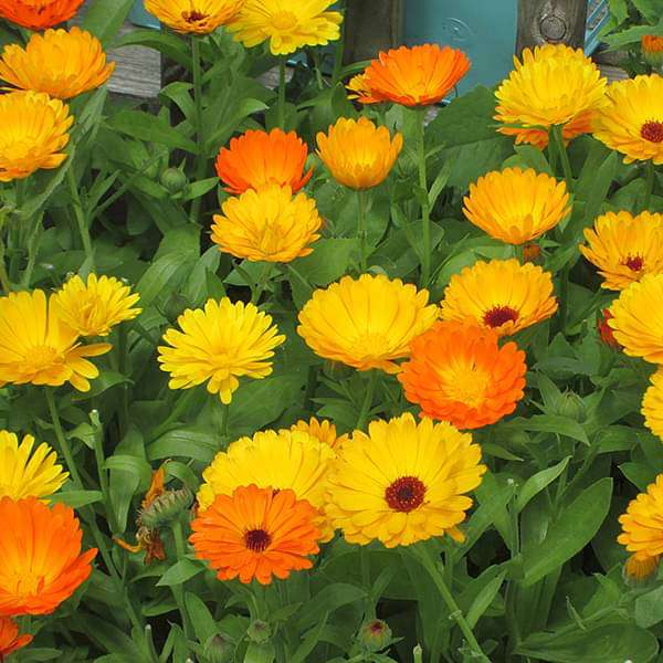 Calendula Flower seeds for Planting Colorful Display Heirloom & GMO Free Seeds for Home Garden