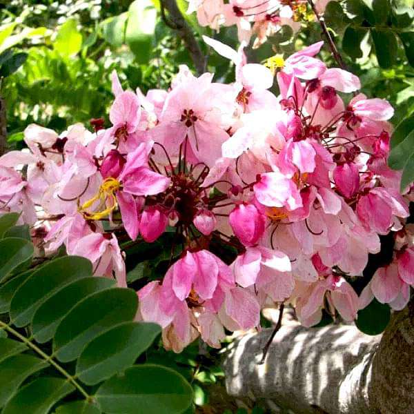 Javanica Flower seeds for Planting Fragrant Blossoms, Heirloom & GMO Free Seeds for Home Garden vegetable and garden seeds