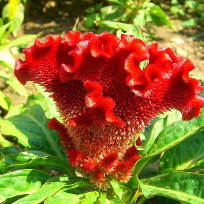 Heirloom Rooster Flower seeds for Planting Colorful Display Heirloom & GMO Free Seeds for Home Garden