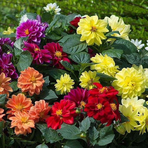 Dahlia Opera Mix Flower seeds for Planting Pollinator Friendly Heirloom & GMO Free Seeds for Home Garden