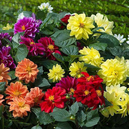 Dahlia Opera Mix Flower seeds for Planting Pollinator Friendly Heirloom & GMO Free Seeds for Home Garden