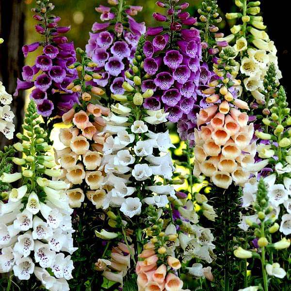 High quality Digitalis Flower seeds for Planting Shade Tolerant, Heirloom & GMO Free Seeds for Home Garden seeds pack