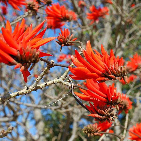 High quality Orange Green Erythrina Flower seeds for Planting Cottage Garden Essential, Heirloom & GMO Free Seeds for Home Garden seeds pack