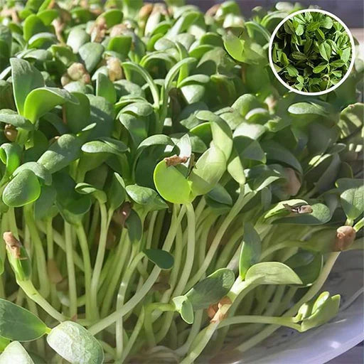 Premium Sunflower Microgreens Flower seeds for Planting Cottage Garden Essential, Heirloom & GMO Free Seeds for Home Garden seeds