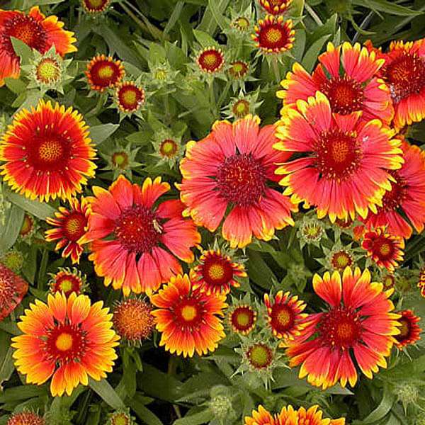 Gaillardia Flower seeds for Planting Vibrant Colors Heirloom & GMO Free Seeds for Home Garden