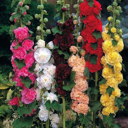 Hollyhock Flower seeds for Planting Sun Loving Heirloom & GMO Free Seeds for Home Garden