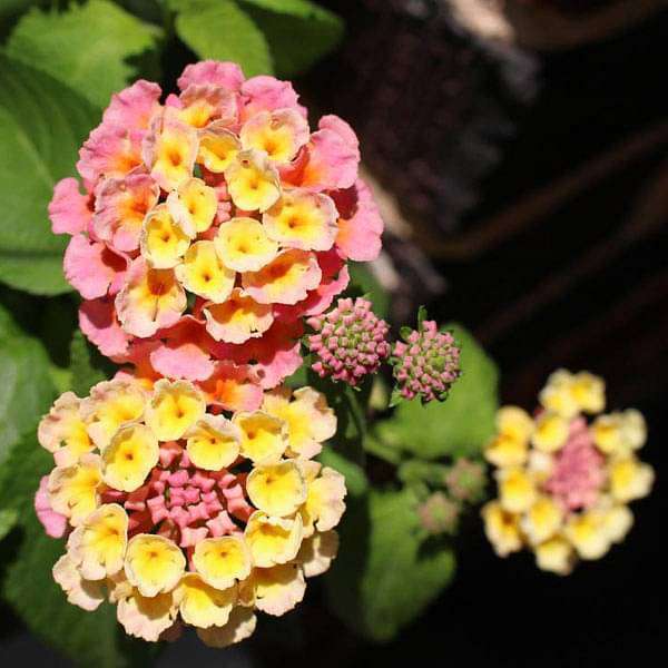 Lantana Mix Flower seeds for Planting - Easy to Grow, Heirloom & GMO Free Seeds for Home Garden