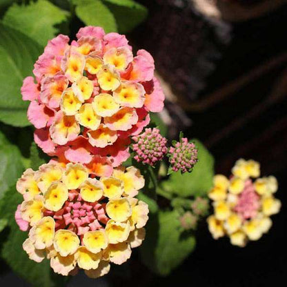 Lantana Mix Flower seeds for Planting - Easy to Grow, Heirloom & GMO Free Seeds for Home Garden