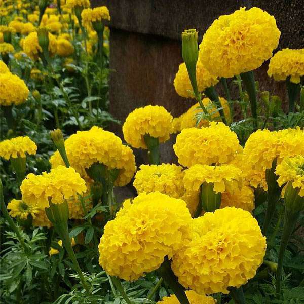 High quality Goldmelisse Flower seeds for Planting Compact Growth, Heirloom & GMO Free Seeds for Home Garden seeds pack