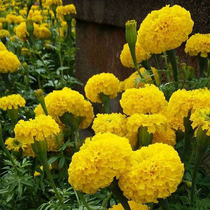 High quality Goldmelisse Flower seeds for Planting Compact Growth, Heirloom & GMO Free Seeds for Home Garden seeds pack