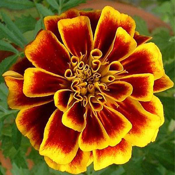 High quality Red Flower Pot Flower seeds for Planting Vibrant Colors, Heirloom & GMO Free Seeds for Home Garden seeds pack