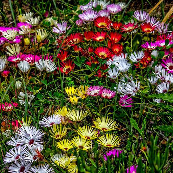 Ice Flower seeds for Planting Wildflower Mix Heirloom & GMO Free Seeds for Home Garden