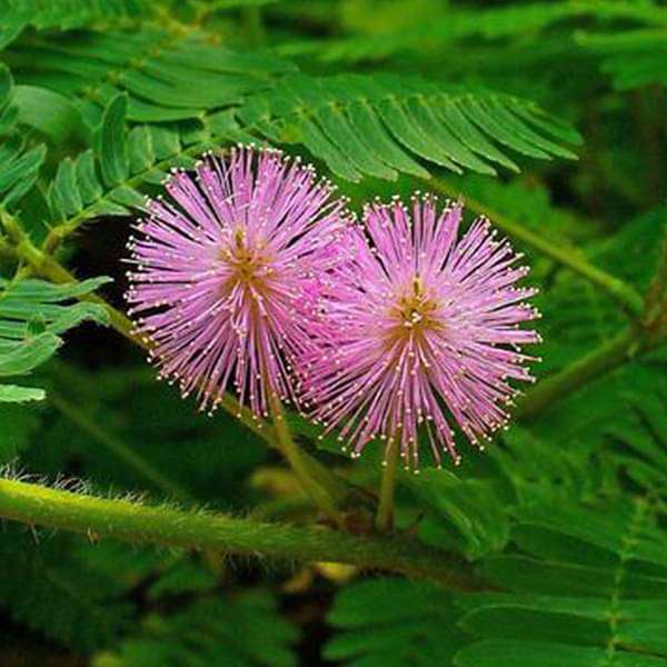 Pink Mimosa Flower seeds for Planting Garden Favorite, Heirloom & GMO Free Seeds for Home Garden vegetable and garden seeds