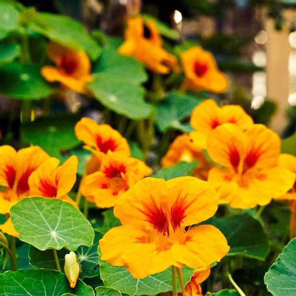 Nasturtium Jewel Flower seeds for Planting Bright Blooms Heirloom & GMO Free Seeds for Home Garden
