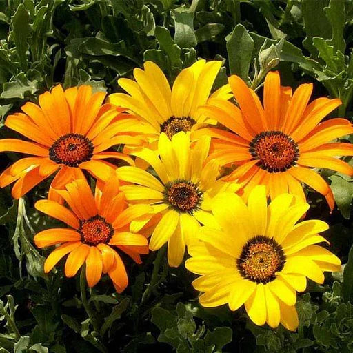 Premium Yellow Osteospermum Flower seeds for Planting Bright Blooms, Heirloom & GMO Free Seeds for Home Garden seeds