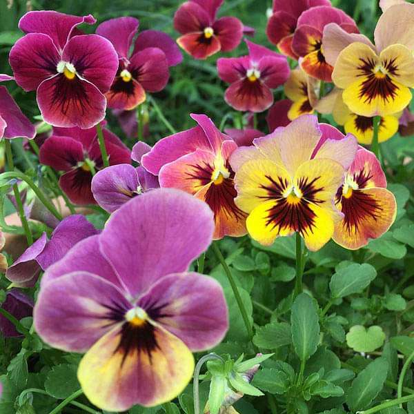 Premium Mixed Pansy Perennial Flower seeds for Planting Wildflower Mix, Heirloom & GMO Free Seeds for Home Garden seeds