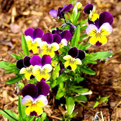 Pansy Viola Flower seeds for Planting Garden Favorite Heirloom & GMO Free Seeds for Home Garden