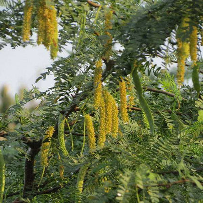 Prosopis Cineraria Tree Seeds for Planting - Cottage Garden Essential, Heirloom & GMO Free Seeds for Home Garden