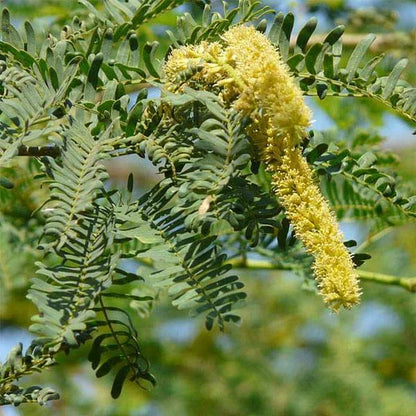 Prosopis Cineraria Tree Seeds for Planting - Cottage Garden Essential, Heirloom & GMO Free Seeds for Home Garden