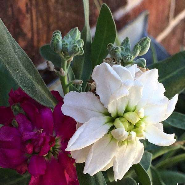 White Matthiola Incana Flower seeds for Planting Pollinator Friendly, Heirloom & GMO Free Seeds for Home Garden vegetable and garden seeds