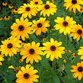 Yellow Rudbeckia Flower seeds for Planting Cottage Garden Essential, Heirloom & GMO Free Seeds for Home Garden seeds for planting