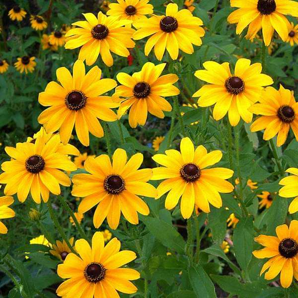 Yellow Rudbeckia Flower seeds for Planting Cottage Garden Essential, Heirloom & GMO Free Seeds for Home Garden seeds for planting