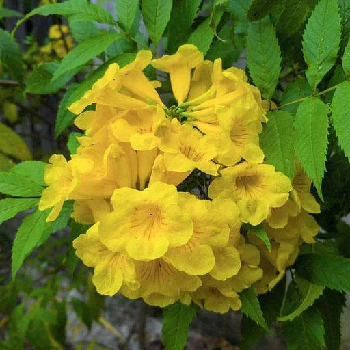Yellow Alcea Ficifolia Flower seeds for Planting Long Bloom Season, Heirloom & GMO Free Seeds for Home Garden vegetable and garden seeds