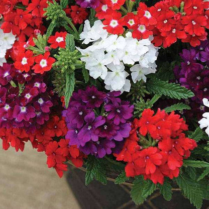 Heirloom Trailing Verbena Flower seeds for Planting Seasonal Bloomer Heirloom & GMO Free Seeds for Home Garden