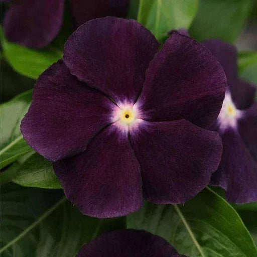 Periwinkle Flower seeds for Planting - Cut Flower Favorite, Heirloom & GMO Free Seeds for Home Garden