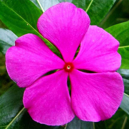 Fragrant Vinca Flower seeds for Planting Low Maintenance Heirloom & GMO Free Seeds for Home Garden