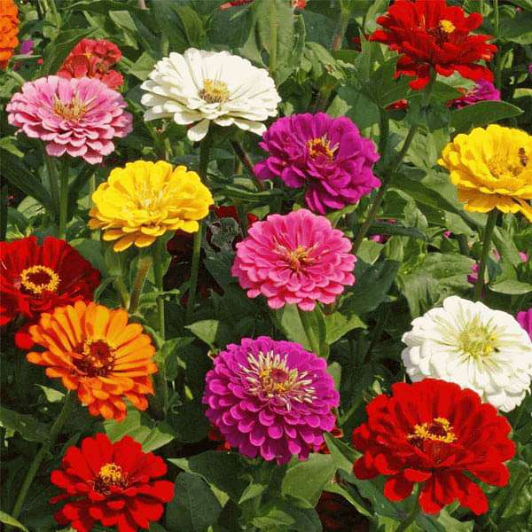 Deep Pink Zinnia Elegans Flower seeds for Planting Wildflower Mix, Heirloom & GMO Free Seeds for Home Garden vegetable and garden seeds