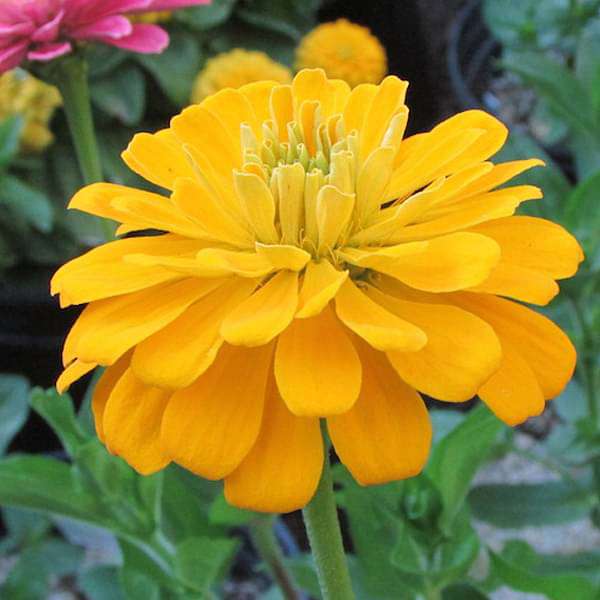 High quality Light Yellow Zinnia Flower seeds for Planting Fragrant Blossoms, Heirloom & GMO Free Seeds for Home Garden seeds pack