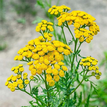 Heirloom Tansy Flower seeds for Planting Bright Blooms Heirloom & GMO Free Seeds for Home Garden