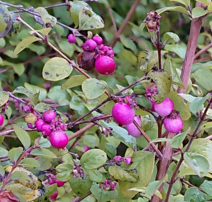 Coralberry Shrub Flower seeds for Planting, Seasonal Bloomer Heirloom & GMO Free Seeds for Home Garden
