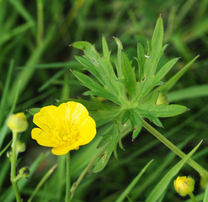 Meadow Buttercup Flower seeds for Planting Long Bloom Season Heirloom & GMO Free Seeds for Home Garden
