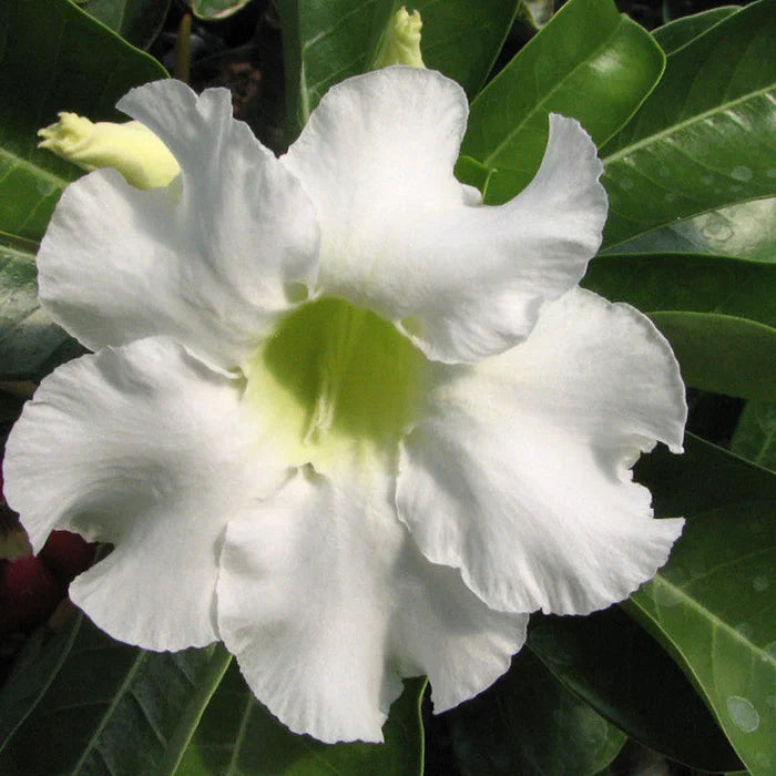 White Adenium Obesum Seeds - Planting Made Easy