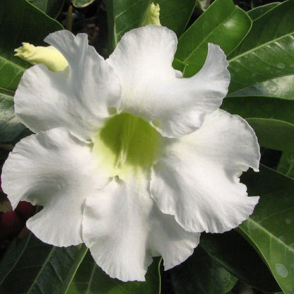 White Adenium Obesum Seeds - Planting Made Easy