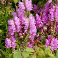 Pink Physostegia Flower seeds for Planting Bright Blooms, Heirloom & GMO Free Seeds for Home Garden seeds for planting
