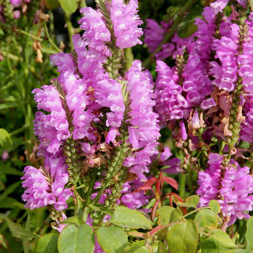 Pink Physostegia Flower seeds for Planting Bright Blooms, Heirloom & GMO Free Seeds for Home Garden seeds for planting