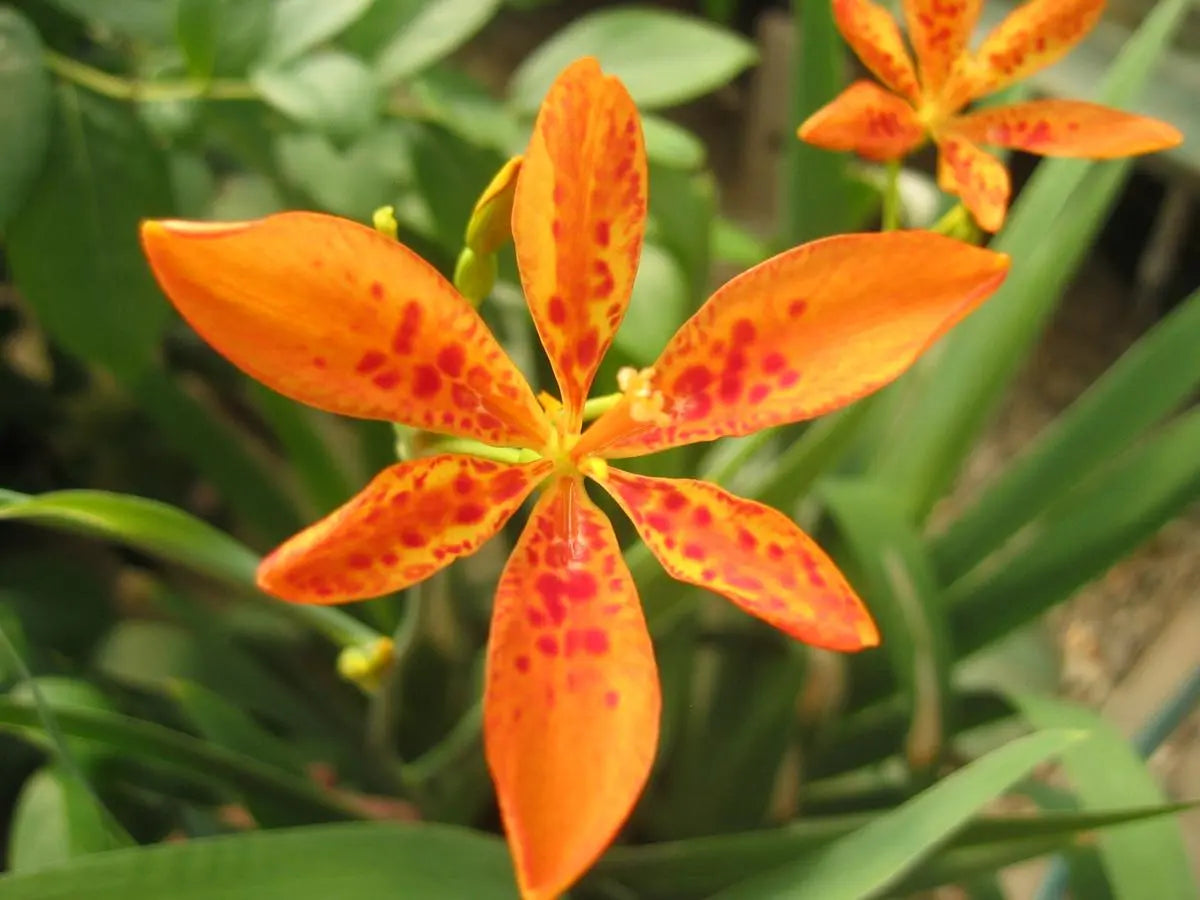 Belamcand Flower seeds for Planting Hardy Variety Heirloom & GMO Free Seeds for Home Garden