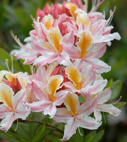 Western Azalea Flower seeds for Planting Bright Blooms Heirloom & GMO Free Seeds for Home Garden