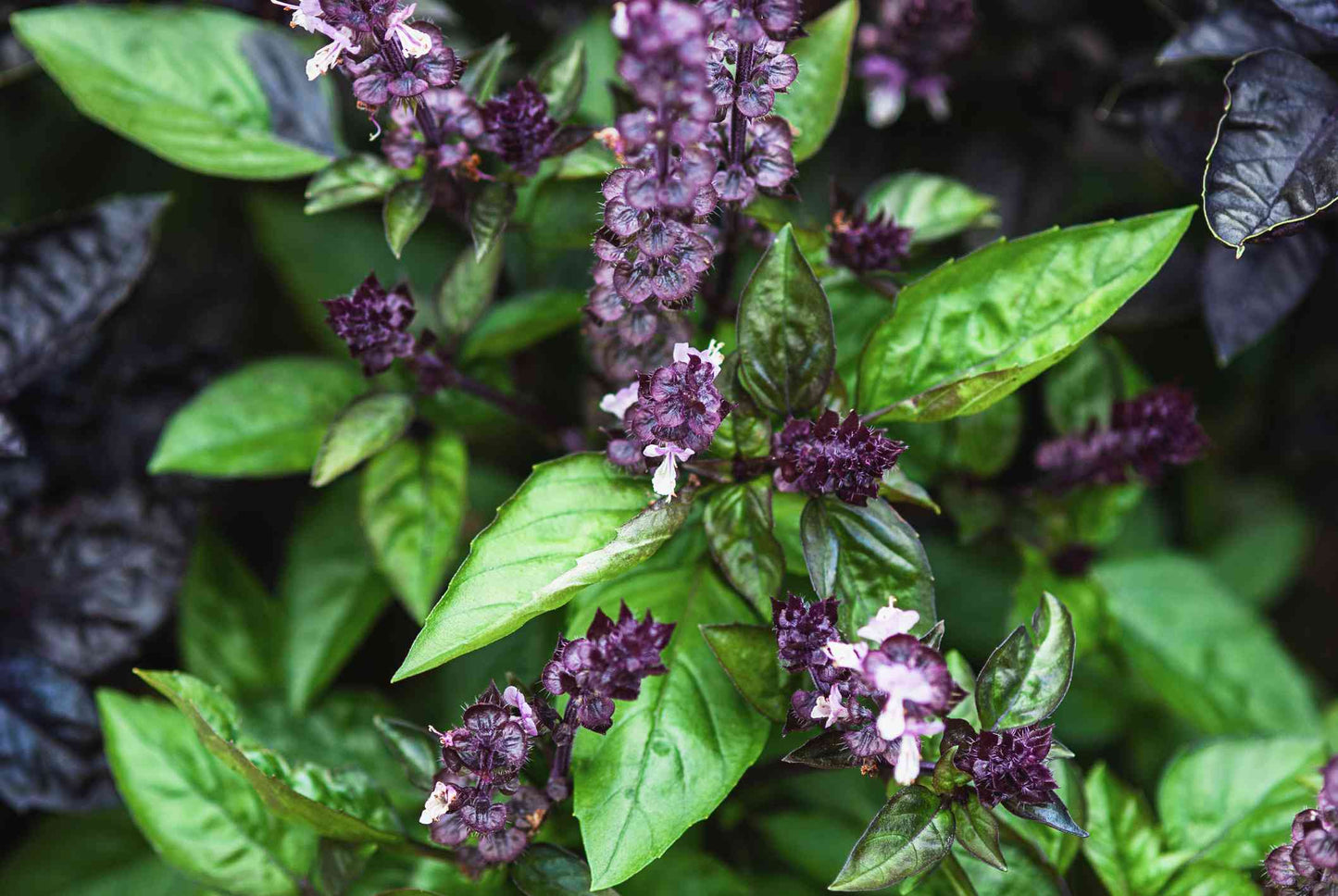 Ocimum basilicum herb growing in full sun