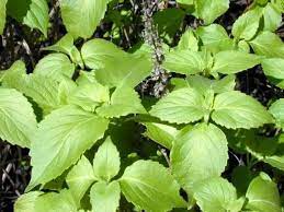 Ocimum basilicum herb growing in full sun