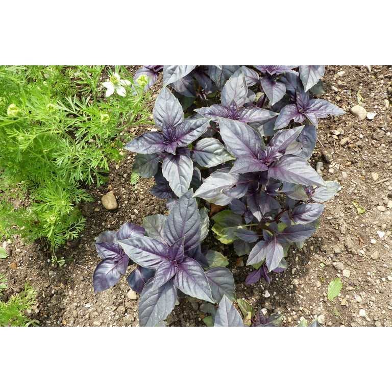 Ocimum basilicum Purpurascens growing in sunny garden bed