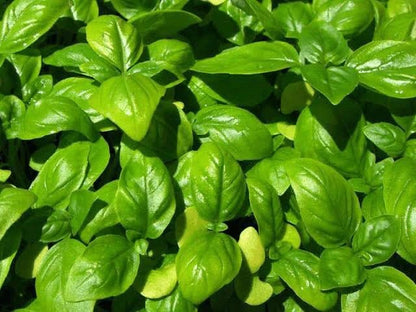 Ocimum basilicum Sweet Genovese Basil growing in full sun garden bed