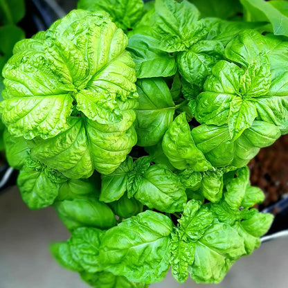 Ocimum basilicum Tuscany basil seeds for indoor and outdoor garden